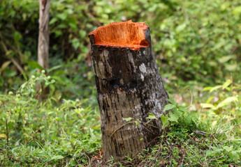 A tree stump with a red mark on it