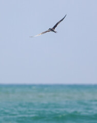 A bird is flying over the ocean