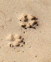 Two paw prints in the sand, one on the left and one on the right