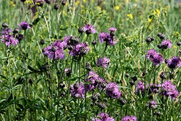 knapweed - Centaurea jacea purple flowers