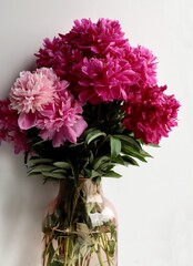 pretty colorful pink and red peonies close up