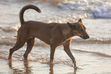 A dog is walking in the water