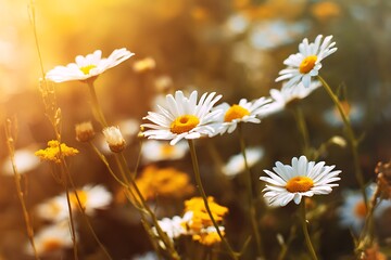 Blooming Daisy Flowers in Vibrant Spring Meadow