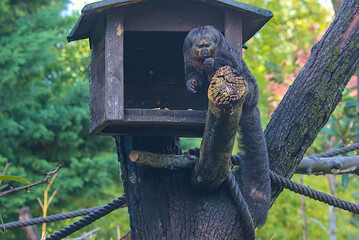 A curious saki monkey peers out from its wooden enclosure, perched high among the branches of a tree. Its long, bushy tail hangs down. Sunlight filters softly through the dense foliage.