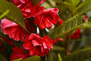 Impatiens Balsamina is an ornamental plant for various events. Spread across Asian countries. This flower is liked by many insects.