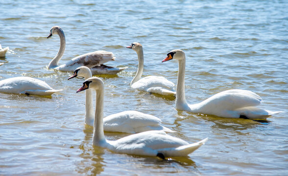 Swans swim in the lake