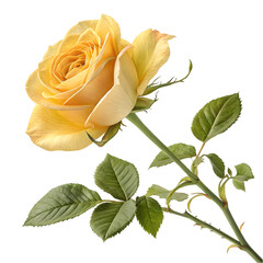 Fototapeta premium Blooming Yellow Rose and Leaves on White Surface