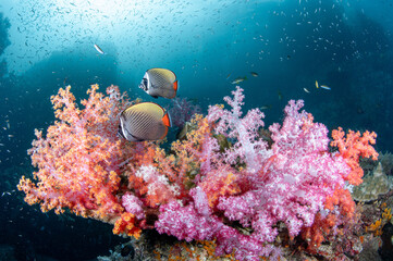 Couple of redtail butterfly fish swimming over a colorful soft coral reef at Hin Daeng, one of the popular dive sites in South Andaman route in Thailand. Sea life conservation. World ocean day concept