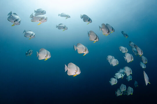 School of Longfin Batfish, also known as the Platax teira, Teira batfish, Longfin spadefish, or round faced batfish swimming together in the blue ocean. Marine life conservation concept