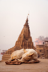 A dog sleeping peacefully on the ghats on Banaras with a view of Tilted Temple at Manikarnika Ghat.