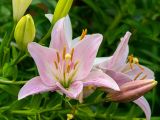 雨に濡れたピンクのスカシユリ