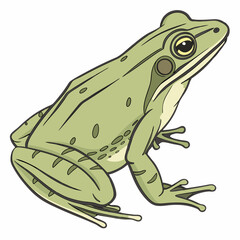 Fototapeta premium Frog – Isolated Vector Illustration
