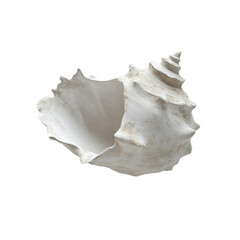 Elegant Seashell Spiraling Beauty Ocean Treasure Peaceful Serenity