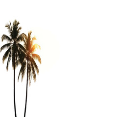 Tropical palm trees set silhouettes with white background.




