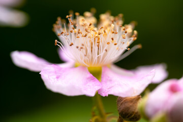 Blackberry (Rubus) blossom with blurred background. Macro close-up of the flower of the blackberry bush with
white-pink petals and numerous filigree stamens. Wildly proliferating plant in Germany.