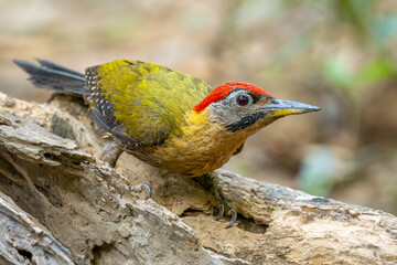 Laced Woodpecker - Picus vittatus, beautiful colored woodpecker native to Southeast Asian forests and woodlands, Vietnam.