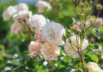 Beautiful pink and white romantic english roses in bright summer sunshine in the cottage garden.