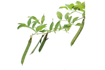 Closeup of a leafy branch with three long green seed pods hanging against a white background