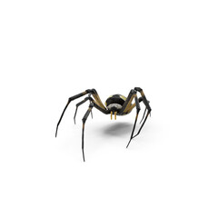 Realistic spider isolated on transparent background