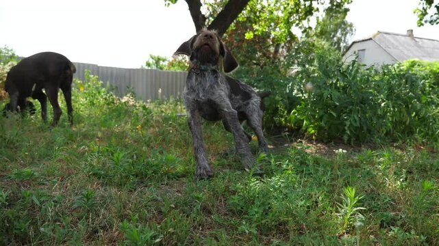 Playful brown drahthaar puppy running on grass at garden. Funny german wirehaired pointer dog plays with his owner jogging on green lawn at summer day. Concept of human and animal friendship. Slow mo
