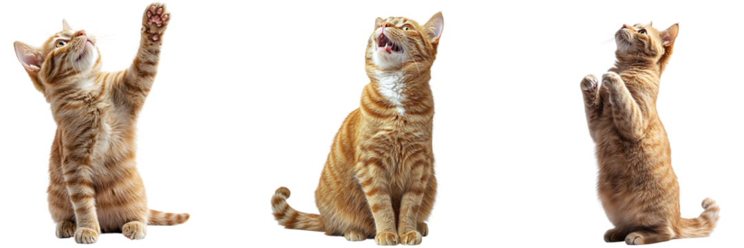 Set of various cute beautiful red playful cats isolated on transparent background PNG