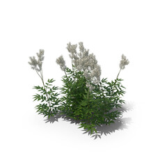 Meadowsweet flowering plant isolated on transparent background