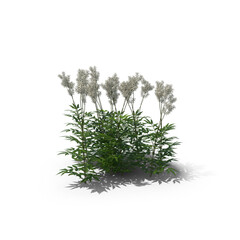 Meadowsweet flowering plant isolated on transparent background