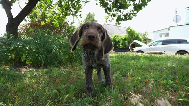 Pretty brown drahthaar puppy barks on camera at garden on summer day. Funny german wirehaired pointer dog plays with his owner on green lawn. Concept of human and animal friendship. Slow motion