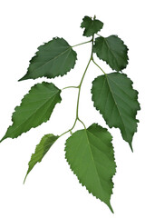 Green leaves on a branch with serrated edges against a white background