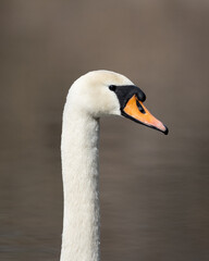 Close-up of Mute Swan Head