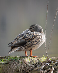 Mallard Duck Female on Log