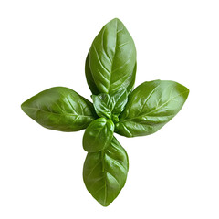 Fototapeta premium Fresh Basil Leaves Vibrant Green Herb CloseUp isolated on transparent background