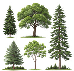 Fototapeta premium Set of forest and park trees for nature design isolated on white background.