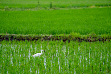 田んぼで餌を探すシラサギ