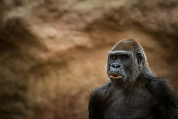 Photographs of primates, orangutans, monkeys, gorillas and apes