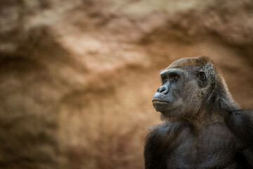 Photographs of primates, orangutans, monkeys, gorillas and apes