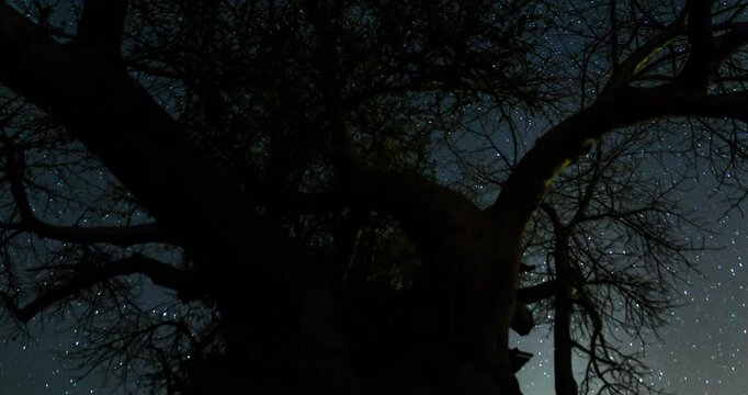 Amotion control time lapse looking up into the night sky with stars and the milky way, through a big tree top