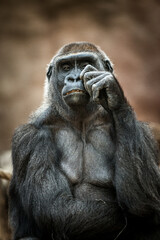 Photographs of primates, orangutans, monkeys, gorillas and apes