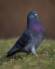 Feral Pigeon on Grass