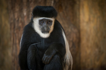 Photographs of primates, orangutans, monkeys, gorillas and apes