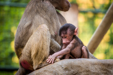 Photographs of primates, orangutans, monkeys, gorillas and apes
