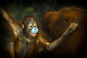 Photographs of primates, orangutans, monkeys, gorillas and apes