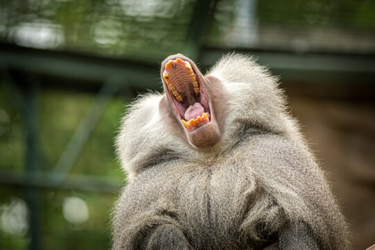 Photographs of primates, orangutans, monkeys, gorillas and apes
