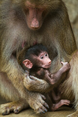 Photographs of primates, orangutans, monkeys, gorillas and apes