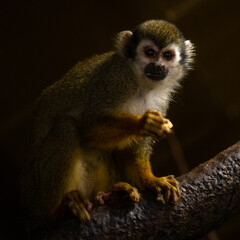 Photographs of primates, orangutans, monkeys, gorillas and apes