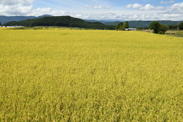 里山と稲穂