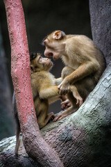 Photographs of primates, orangutans, monkeys, gorillas and apes