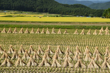 里山とわらぼっち