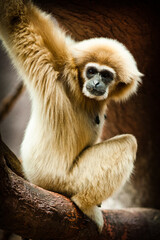 Naklejka premium Photographs of primates, orangutans, monkeys, gorillas and apes