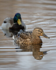 Mallard Ducks Pair on Water